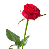 أزهار غصن الورد