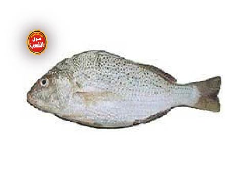 سمك نقرور طازج